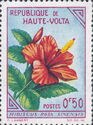 Hibiscus rosa-sinensis