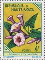 Ipomoea stolonifera
