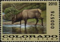 Elk (Cervus canadensis)