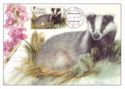 Badger (Meles meles)