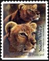 Lion (Panthera leo)