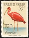Scarlet Ibis (Eudocimus rubra)