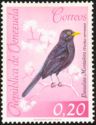 Glossy-black Thrush (Turdus serranus)