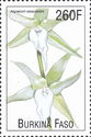 Angraecum sesquipedale
