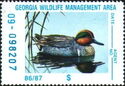 Green-winged teal (Anas carolinensis)