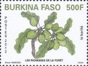 Shea Tree (Vitellaria paradoxa)
