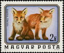 Red Fox (Vulpes vulpes)
