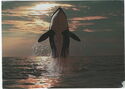 Orca breaching