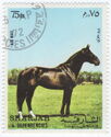Horse (Equus ferus caballus)