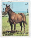 Horse (Equus ferus caballus)