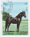  Horse (Equus ferus caballus)