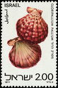 Royal Cloak Scallop (Gloripallium pallium)