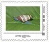 Tropical air breathing land Snail (Drymaeus multifasciatus)
