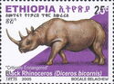 Black Rhinoceros (Diceros bicornis)