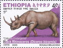 Black Rhinoceros (Diceros bicornis)