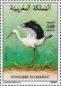White Stork (Ciconia ciconia)