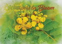 Flowers : Whispers in Bloom