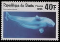 Beluga (Delphinapterus leucas)