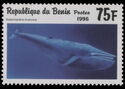 Blue Whale (Balaenoptera musculus)