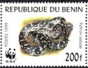 African Rock Python (Python sebae)