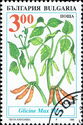 Soya Bean (Glycine max merr)