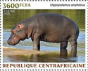 Hippopotamus (Hippopotamus amphibius)