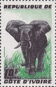 African Elephant (Loxodonta africana)