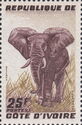 African Elephant (Loxodonta africana)