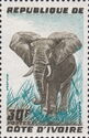 African Elephant (Loxodonta africana)