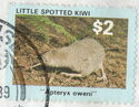 Little Spotted Kiwi (Apteryx oweni)
