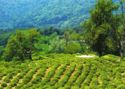 Sochi. Tea plantations