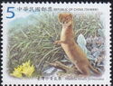 Taiwan High Mountain Least Weasel (Mustela nivalis formosana