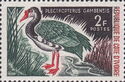 Spur-winged Goose (Plectropterus gambensis)