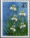 Fringed Orchids (Pecteilis radiata)