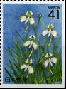 Fringed Orchids (Pecteilis radiata)