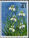 Fringed Orchids (Pecteilis radiata) - Right imperforate