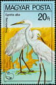 Great White Heron (Egretta alba)