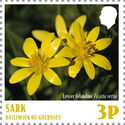 Lesser Celandine (Ficaria verna)