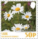 Oxeye Daisy (Leucanthemum vulgare)