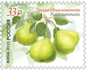 Common Pear (Pyrus communis)