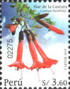 Cantua buxifolia