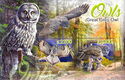 Owls - Great Grey Owl