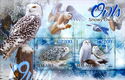 Owls - Snowy Owl