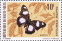 Danaid Eggfly (Hypolimnas misippus)