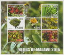 Herbs of Malawi