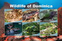 Wildlife of Dominica