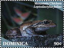 Mountain Chicken (Leptodactylus fallax)