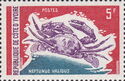 Senegalese Smooth Swimcrab (Neptunus validus)