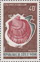 Scallop (Chlamys flabellum)