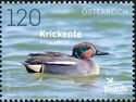 Eurasian teal (Anas crecca)